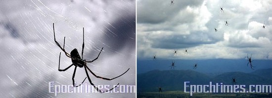 Lluvia de arañas